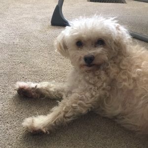 Meet your Posher, Veronica